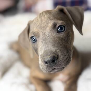 Rhodesian Ridgeback and Labrador Retriever Dogs Available for Adoption in Atlanta, Texas - Benny | PetCurious