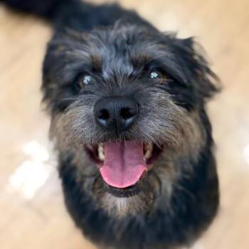 Venellope -  Terrier Dog for Adoption in St. Augustine, Florida - Venellope | PetCurious