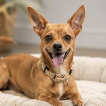 SANDY -  Chihuahua and Terrier Dog for Adoption in Evansville, Wisconsin - SANDY | PetCurious