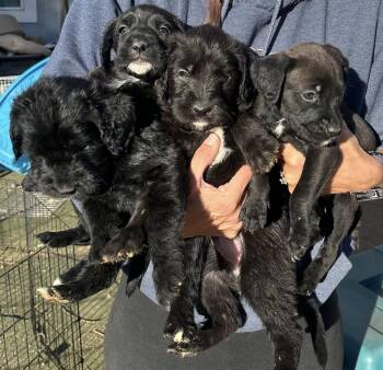 Rescue Standard Poodle and Boxer Dogs for Adoption in Agua Dulce, California - Poodle/Boxer Mix Girls | PetCurious