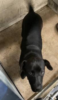 Rescue Pit Bull Terrier and Mixed Breed Dogs for Adoption in San Bernardino, California - MOOKIE | PetCurious