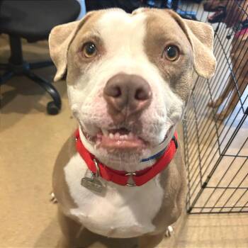 Mr. Ray -  Mixed Breed Dog for Adoption in Chattanooga, Tennessee - Mr. Ray | PetCurious