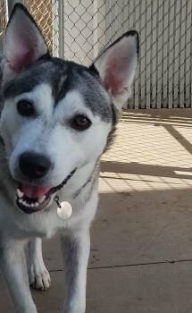 Sasha -  Husky Dog for Adoption in Peru, Illinois - Sasha | PetCurious