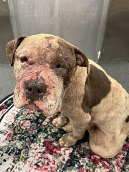 Mixed Breed Dogs Available for Adoption - BRUTUS | PetCurious