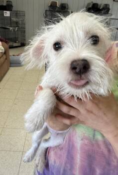 Buzz -  Terrier and Chihuahua Dog for Adoption in Lemoore, California - Buzz | PetCurious