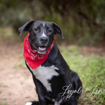 Lemo FJ -  American Staffordshire Terrier and Black Labrador Retriever Dog for Adoption in Austin, Texas - Lemo FJ | PetCurious