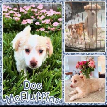 Doc McFuffins -  Mixed Breed Dog for Adoption in Dayton, Minnesota - Doc McFuffins | PetCurious