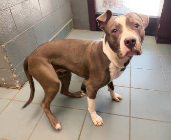 Gravy -  Mixed Breed Dog for Adoption in Nashville, Tennessee - Gravy | PetCurious