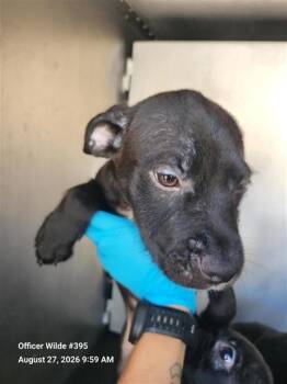 THOR -  Terrier Dog for Adoption in San Antonio, Texas - THOR | PetCurious