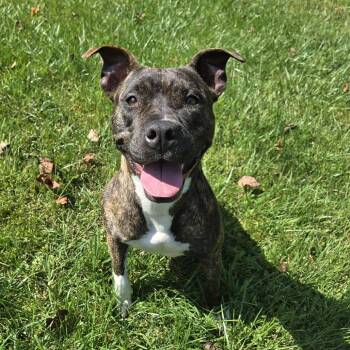 Rescue Pit Bull Terrier and Mixed Breed Dogs for Adoption in Milan, Pennsylvania - Marmalade | PetCurious