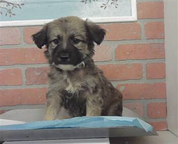 A2080725 -  German Shepherd Dog and Mixed Breed Dog for Adoption in Houston, Texas - A2080725 | PetCurious