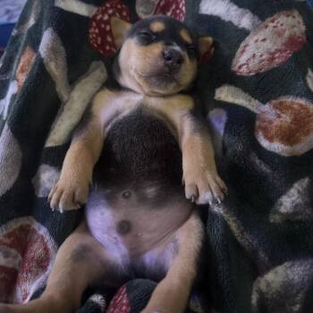Crackle -  Mixed Breed Dog for Adoption in Fayetteville, Arkansas - Crackle | PetCurious