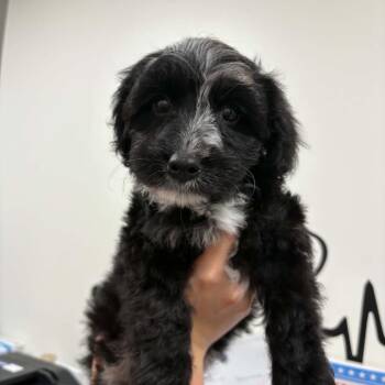 Ducky Puppy: Rory -  Dachshund and Mixed Breed Dog for Adoption in Washington, District Of Columbia - Ducky Puppy: Rory | PetCurious