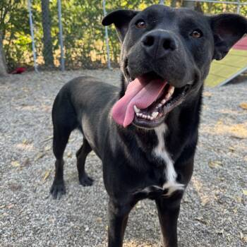 Rescue Rottweiler and Terrier Dogs for Adoption in Dayton, Ohio - Bret | PetCurious