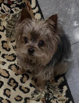Yorkshire Terrier Dogs Available for Adoption in Las Vegas, Nevada - Louie | PetCurious