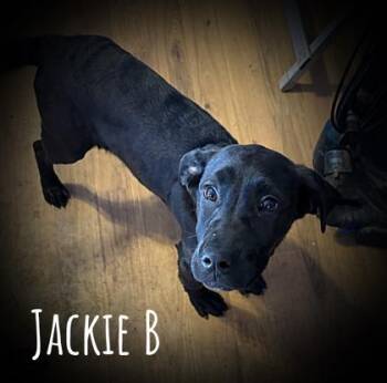 Mixed Breed Dogs Available for Adoption in Klamath Falls, Oregon - Jackie Burkhardt | PetCurious