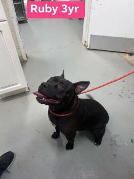 Mixed Breed Dogs Available for Adoption in Fairfax, Virginia - Ruby Rose | PetCurious