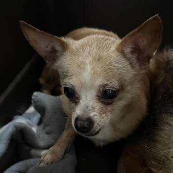 Slim -  Pomeranian Dog for Adoption in Venice, Florida - Slim | PetCurious