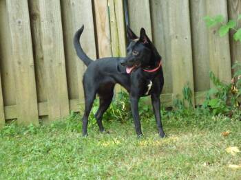 Bailie -  Labrador Retriever and Australian Cattle Dog Blue Heeler Dog for Adoption in Humboldt, Tennessee - Bailie | PetCurious