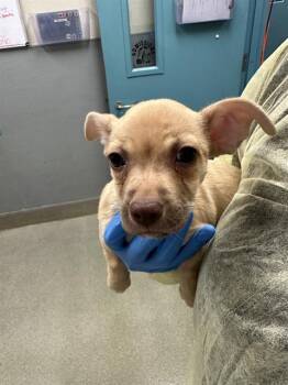 Chihuahua Dogs Available for Adoption in Las Vegas, Nevada - SPICE | PetCurious