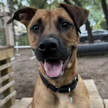Groot -  Mixed Breed Dog for Adoption in Charleston, South Carolina - Groot | PetCurious