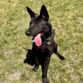 Shepherd and Mixed Breed Dogs Available for Adoption in Metamora, Michigan - Arnold | PetCurious