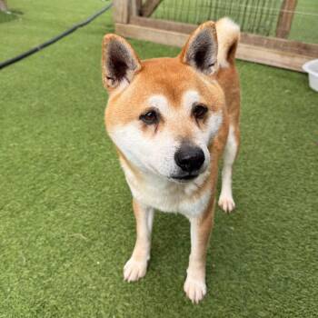 Shiba Inu Dogs Available for Adoption - Axel 7813 | PetCurious
