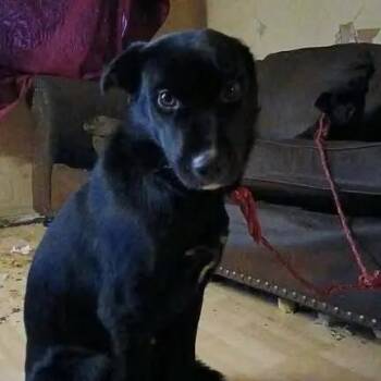 Husky Dogs Available for Adoption - Sue | PetCurious