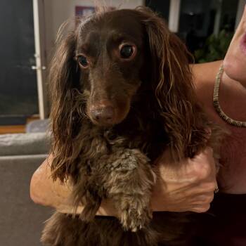 Addie & Louie (COMING SOON) -  Dachshund Dog for Adoption in Portland, Oregon - Addie & Louie (COMING SOON) | PetCurious