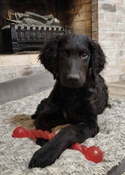 Addie -  Standard Poodle and Golden Retriever Dog for Adoption in Fort Worth, Texas - Addie | PetCurious