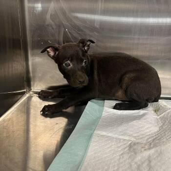 Lexus -  Mixed Breed Dog for Adoption - Lexus | PetCurious