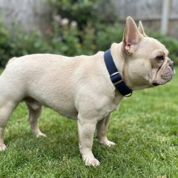 Chato -  French Bulldog Dog for Adoption in Las Vegas, Nevada - Chato | PetCurious