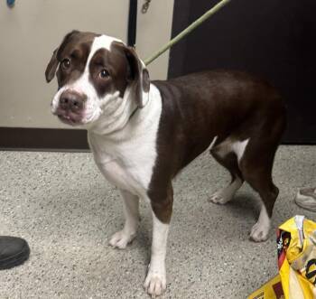 Maple aka Athena -  Labrador Retriever and Mixed Breed Dog for Adoption in Saint Clairsville, Ohio - Maple Aka Athena | PetCurious