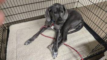 Rescue Great Dane Dogs for Adoption in Pine Beach, New Jersey - Fern | PetCurious