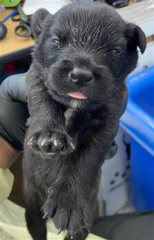 AZUL -  Mixed Breed Dog for Adoption in Dallas, Texas - AZUL | PetCurious