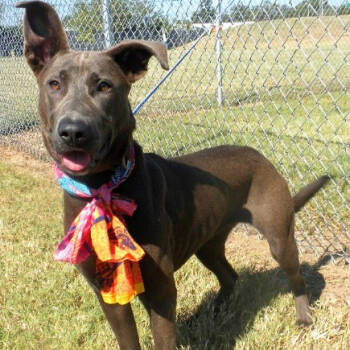 Rescue Mixed Breed Dogs for Adoption in Jeffersonville, Indiana - Anna | PetCurious