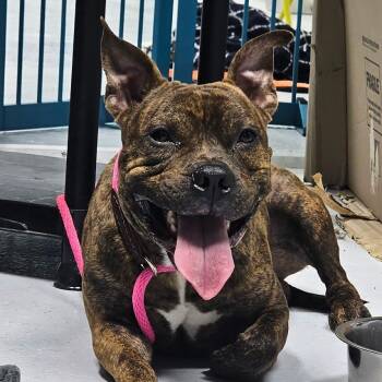 Rescue Pit Bull Terrier Dogs for Adoption in Chicago, Illinois - Fred | PetCurious