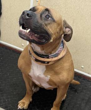 Pretzel -  Boxer Dog for Adoption in Salisbury, Maryland - Pretzel | PetCurious