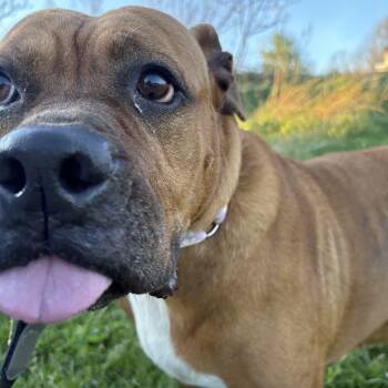 Boxer Dogs Available for Adoption in Indiana, Pennsylvania - Coco | PetCurious