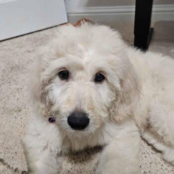 Standard Poodle and Golden Retriever Dogs Available for Adoption - Clementine | PetCurious