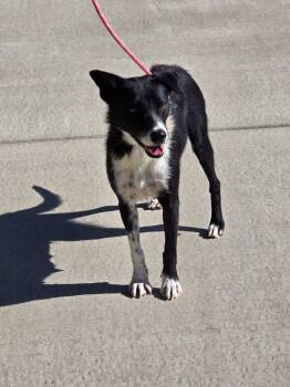 Rescue Australian Cattle Dog Blue Heeler and Labrador Retriever Dogs for Adoption in Fort Lupton, Colorado - Teesta | PetCurious