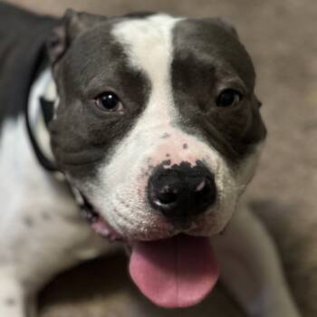 Rescue American Staffordshire Terrier Dogs for Adoption in Puyallup, Washington - Coco | PetCurious