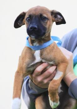 Forrest -  Hound Dog for Adoption in North Fort Myers, Florida - Forrest | PetCurious