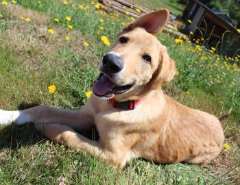 Gorilla (Safari litter) -  German Shepherd Dog and Great Pyrenees Dog for Adoption in Silvana, Washington - Gorilla (Safari Litter) | PetCurious