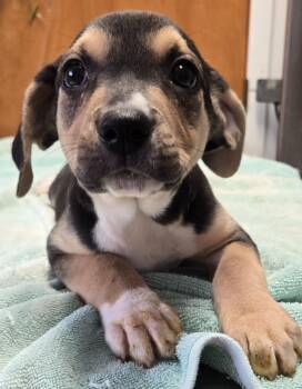 Scout -  Hound and Beagle Dog for Adoption in Sandusky, Ohio - Scout | PetCurious