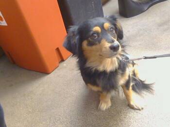 Rescue Chihuahua and Mixed Breed Dogs for Adoption in Sacramento, California - A904224 | PetCurious