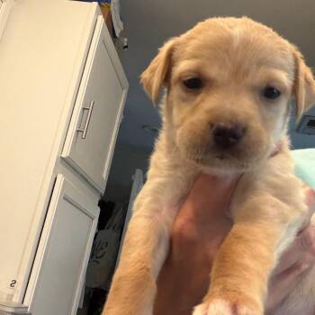 Cappuccino -  Labrador Retriever and Mixed Breed Dog for Adoption in Kansas City, Missouri - Cappuccino | PetCurious