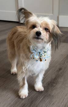 Chinese Crested Dog Dogs Available for Adoption - Beki | PetCurious