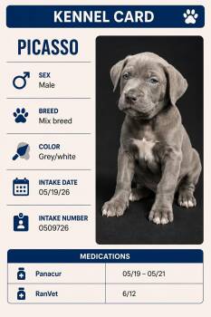 Picasso -  Mixed Breed Dog for Adoption in Ashland, Kentucky - Picasso | PetCurious