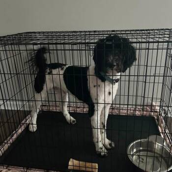 Moose (Benefactor Dog) -  Standard Poodle and Black Labrador Retriever Dog for Adoption in New Orleans, Louisiana - Moose (Benefactor Dog) | PetCurious
